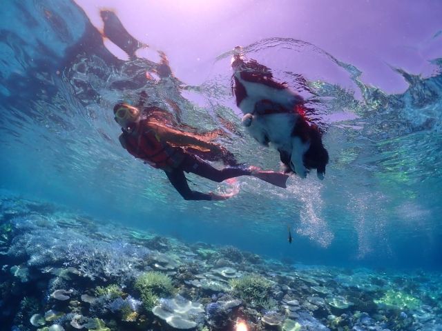 ワンワンシュノーケリング