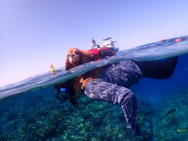 ワンワンシュノーケリング