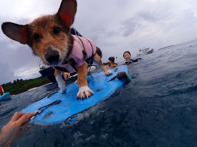 ワンワンシュノーケリング